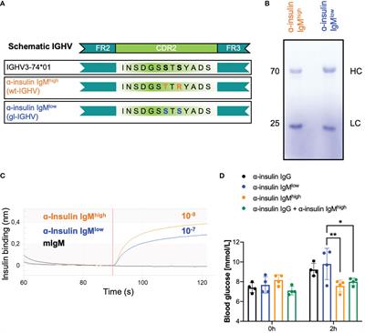 Rheumatoid factor IgM autoantibodies control IgG homeostasis